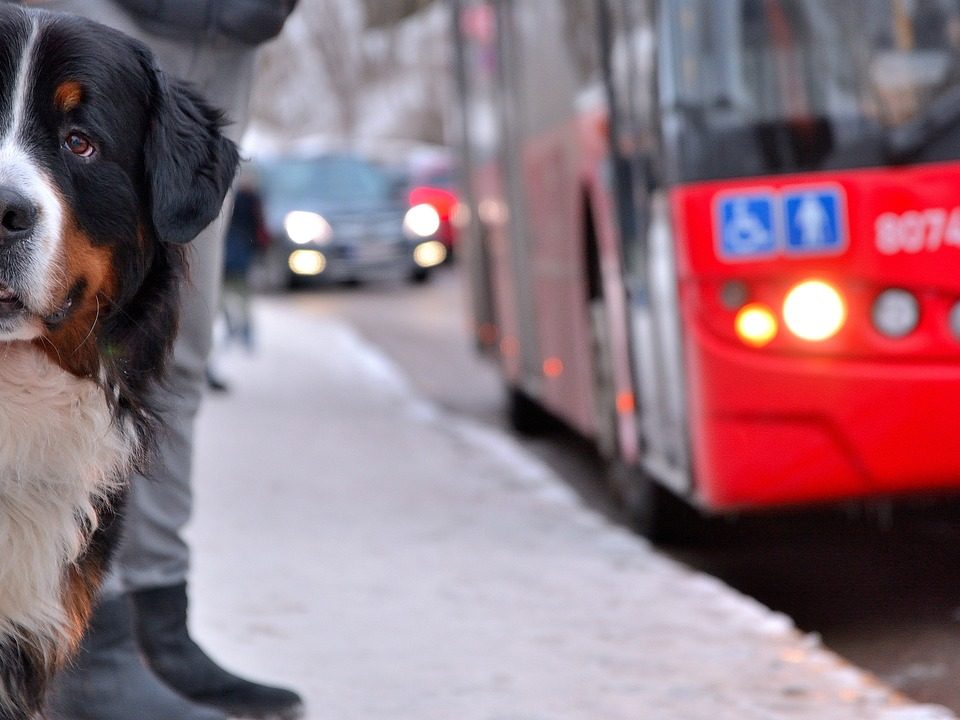 Come viaggiare in autobus con il cane